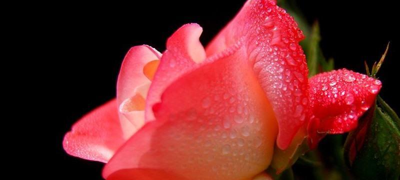 月季的唯美花语（唯美花语揭示月季的浪漫与魅力）