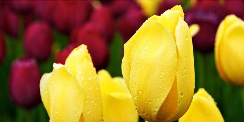 春节之花（传递吉祥与祝福）