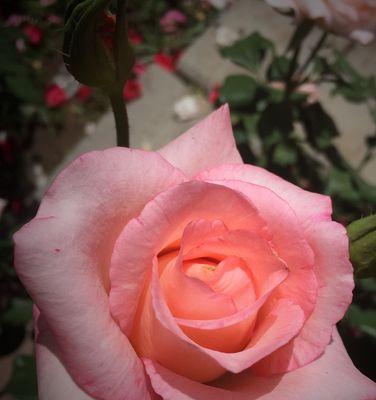 月季花的美丽与寓意（探索月季花的神秘花语）