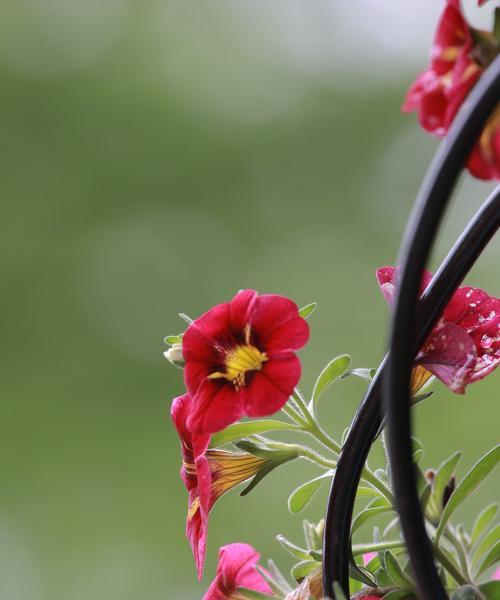 重瓣矮牵牛，花开如诗（探寻重瓣矮牵牛的花语之美）