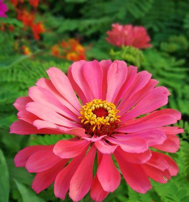 重瓣菊花（探索重瓣菊花的花语与象征）