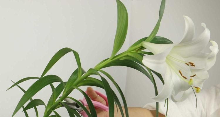 百合花的象征意义（传递永恒友谊的百合花）