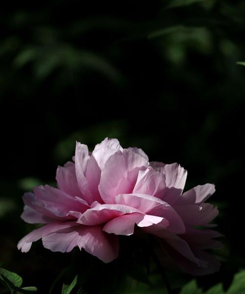 牡丹花——雍容华贵的花卉之王（探寻牡丹花的花语与传说）