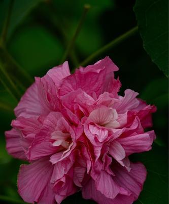 木芙蓉的花语（探寻木芙蓉花语的意义与传承）