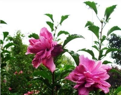 以木瑾花为主题的象征意义（探寻木瑾花的神秘之处）