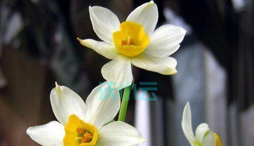 水仙花的特点与象征意义（生命之美与纯洁之花）