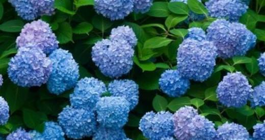 八仙花的花语与寓意（探索八仙花的神秘语言）