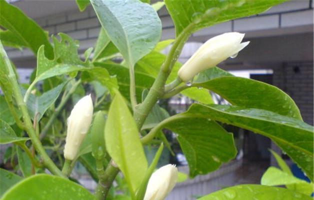 白兰花的花语及寓意解读（美丽傲然的白兰花）