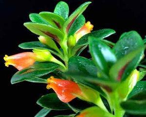 金鱼吊兰花期揭秘（一年四季皆可开花的神奇植物）
