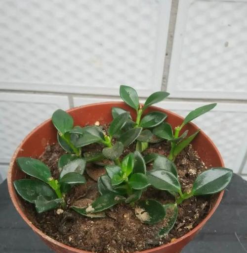 换盆后的金鱼花怎么浇水（金鱼花换盆后的生长需求和浇水技巧）
