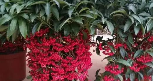 金玉满堂怎么养才能开花（掌握这三个关键步骤）