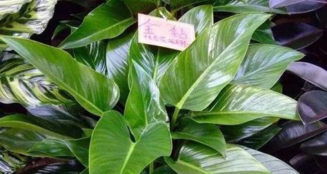 金钻耐冻，冬季保暖必备（纤薄轻盈）