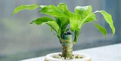 怎样繁殖金钻——图解分株及繁殖方法（让金钻植株无限延伸——分株方法的奥妙）