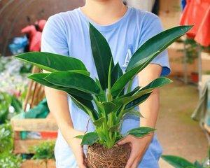 如何正确更换金钻的土和盆（从挑选合适的土壤到换盆技巧全解析）