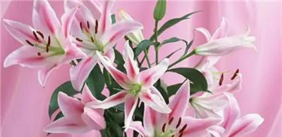 百合花的花语与寓意（以百合花为象征的爱情、友谊和庄重）