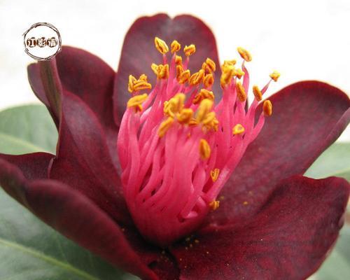 纪念的花花语（纪念花束）