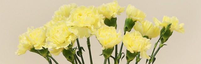 友谊长存的花——永恒之谊（花开花谢）