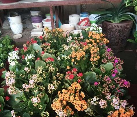 长寿花语（探索长寿的花语世界）