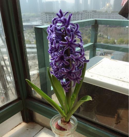 真诚花语（借花传情）