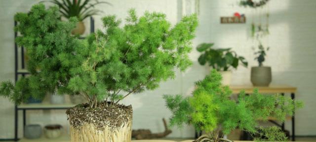 如何选择适合蓬莱松的花盆（用什么花盆才能让蓬莱松更美观）