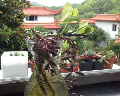 碰碰香可以水培吗（探究碰碰香水培的方法与注意事项）