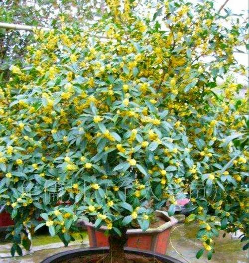 啤酒兑水可否浇灌桂花树（探究啤酒兑水对桂花树的影响及其优缺点）