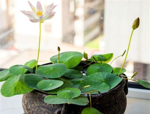碗莲开花后的处理方法（保持清洁）