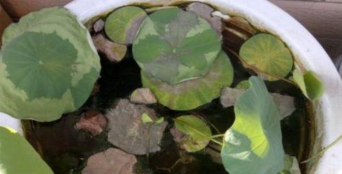 碗莲的生命周期（探究碗莲是多年生还是一年生的植物）