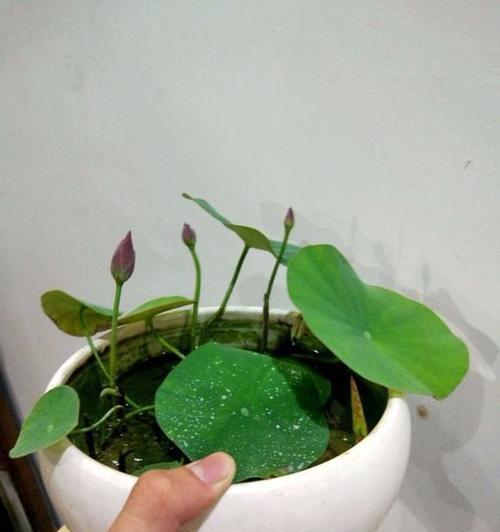 碗莲叶片发黄怎么办（碗莲叶片变黄原因分析及实用技巧分享）