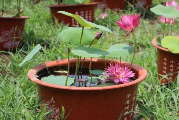 如何种植碗莲（盆土）