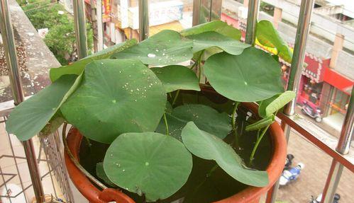 碗莲养殖全攻略（从种子到开花）