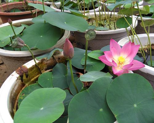 碗莲种植时间与生长周期的详细介绍（如何选择种植时间）
