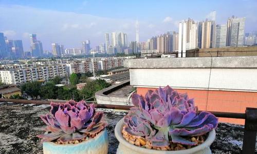 晚霞之舞老桩养成教程（以老桩为主打）