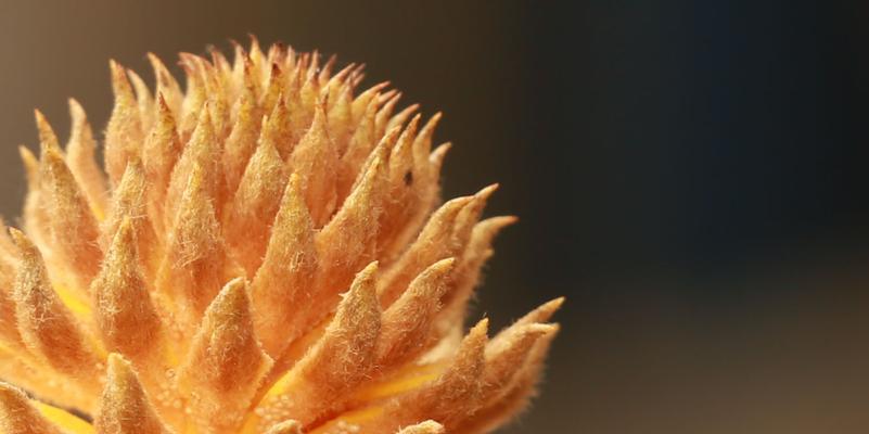 以巴西铁树开花的寓意（自我奋斗）
