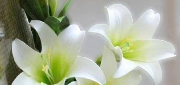 白百合的花语与意义（探寻白百合的美丽内涵）