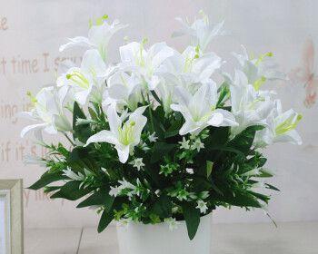 白百合花的寓意与象征（探寻白百合花的深层含义）