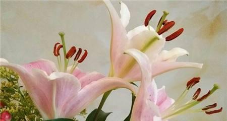 白百合花语与代表意义（探究白百合的纯洁）