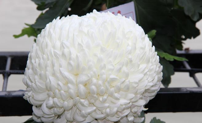 白菊花的寓意与象征意义（揭示白菊花背后的深刻内涵）