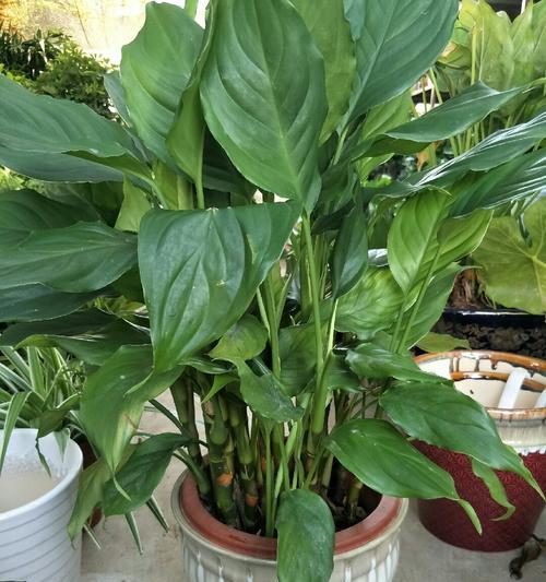 种植万年青需选择适合的盆具（大盆与小盆的比较及选择建议）