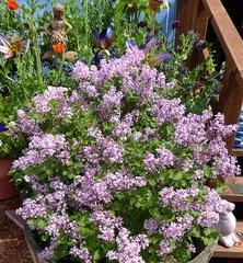 丁香花的毒性及室内养护方法（毒性让人惊讶）