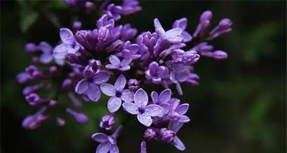 丁香花是否具有香味（探究丁香花的芳香之谜）
