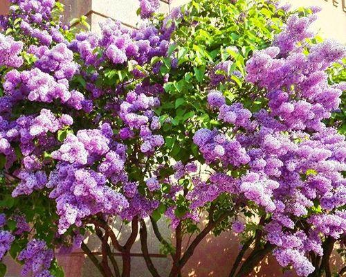 丁香花的冬季养护（如何让丁香花安全度过冬天）