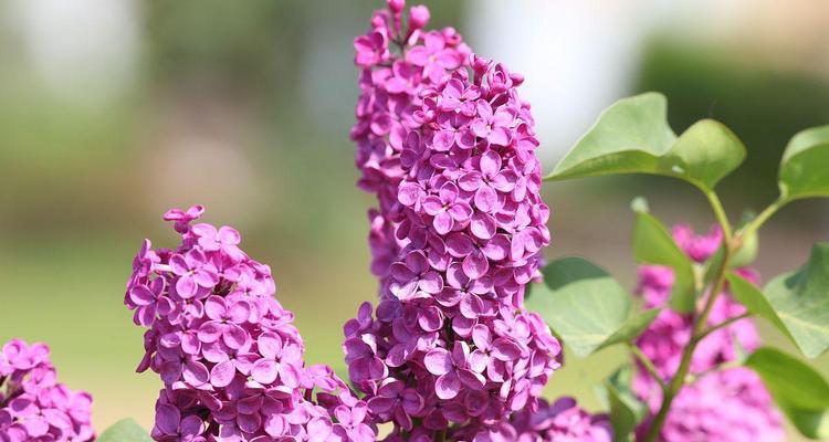 丁香开花时间（春天和夏天的不同开花情况）