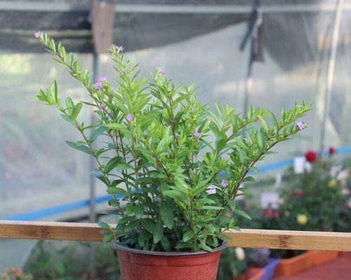 冬季开花的植物花卉（赏花不分季节）