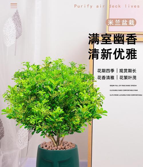 米兰花的花语传递的情感和寓意（探索米兰花的花语）