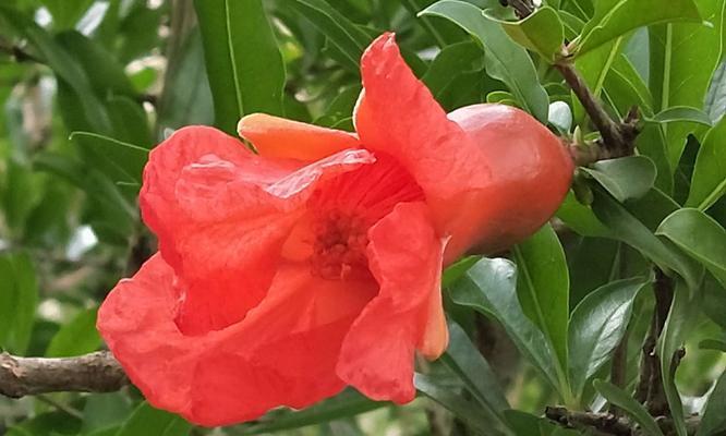 番石榴花语之美（花开如梦）
