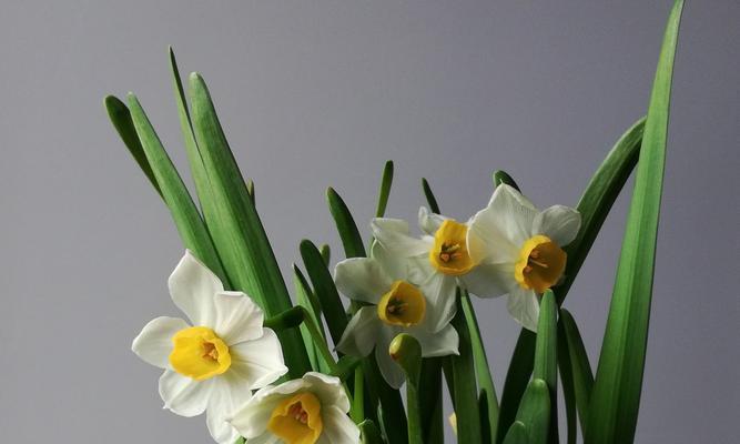 花开春天里，水仙花的花语与象征（水仙花）