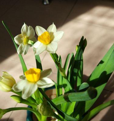 水仙花的花语及其在日本的象征意义（传承千年的芬芳与美丽——水仙花在日本文化中的重要地位）