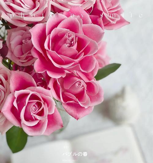 泰姬玫瑰花语（探索泰姬玫瑰的花语与美丽）