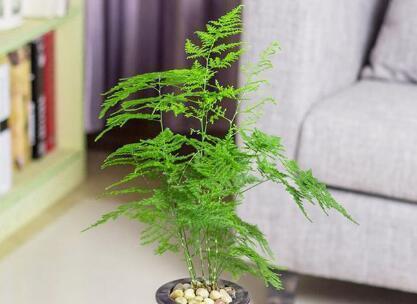 文竹（以文竹引发的思考与启示）